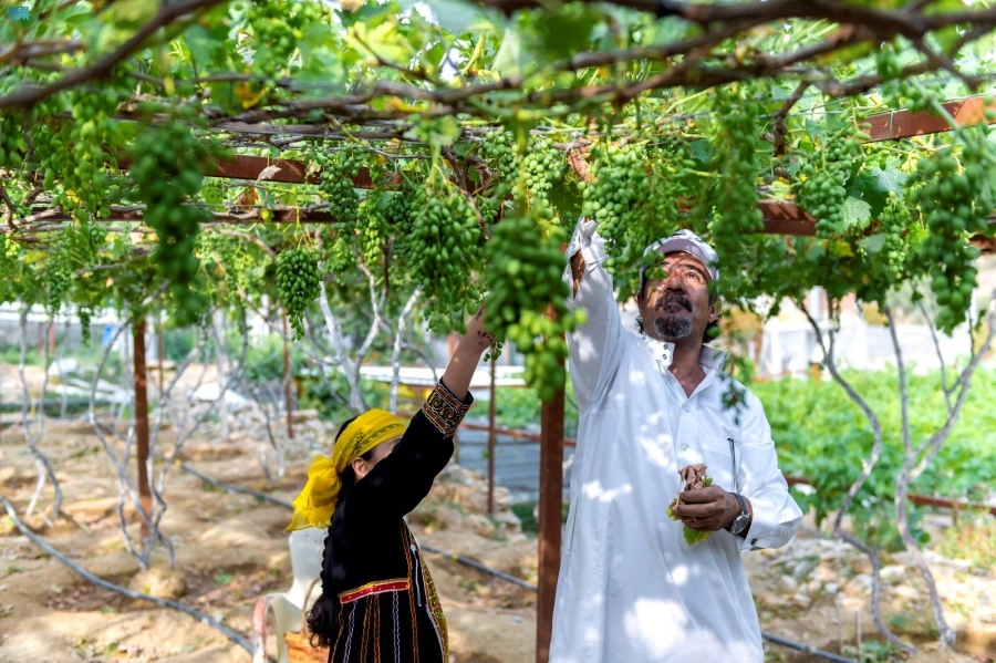 






مزارع وابنته يقطفان العنب                              (مكة)