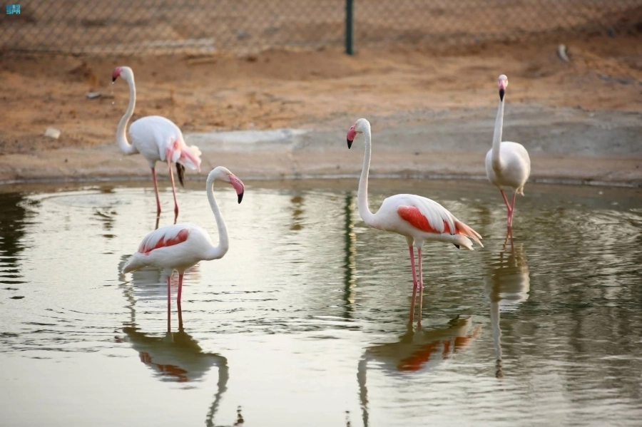 DST_1748283_3334991_62_3_2022061917182363