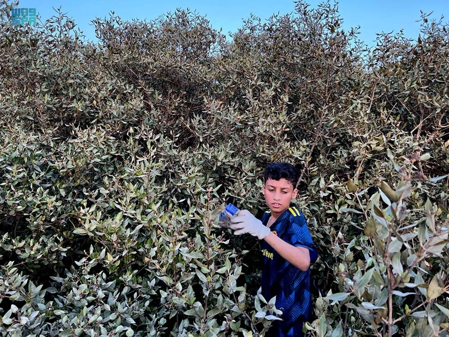 تنظيف شواطئ المانغروف بجزيرة تاروت (مكة)