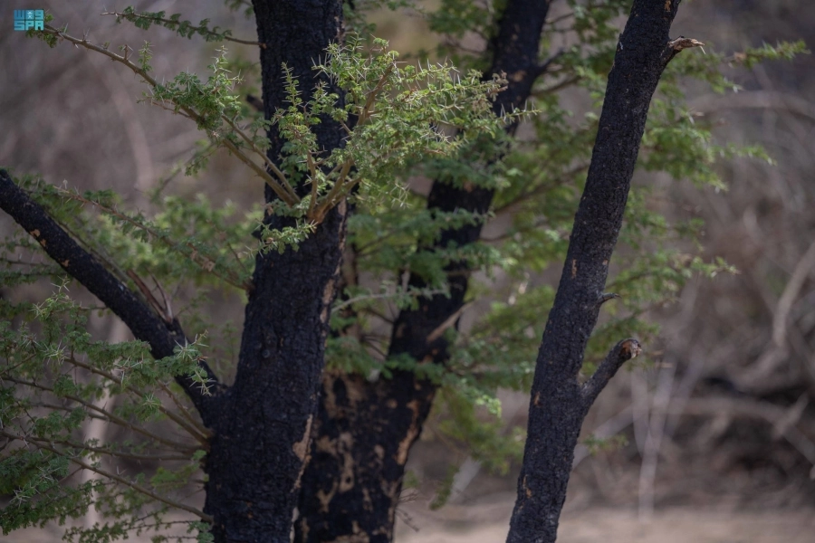 غابات متنزه الجرة (مكة)
