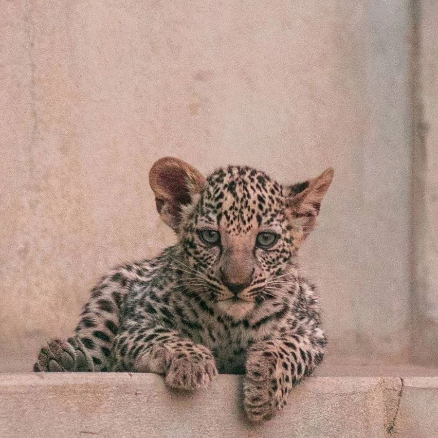 صغير النمر العربي في محميته الطبيعية (مكة)