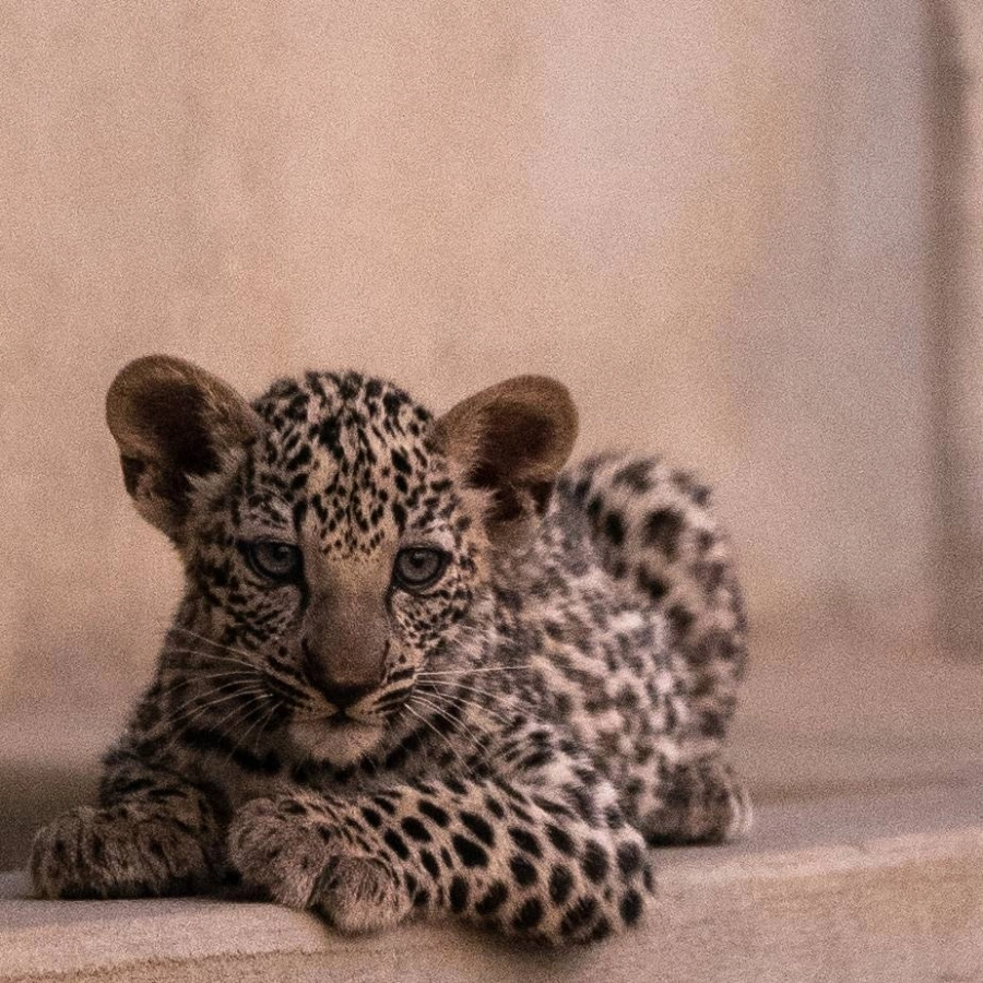 صغير النمر العربي الذي أبصر النور في محميته الطبيعية (مكة)