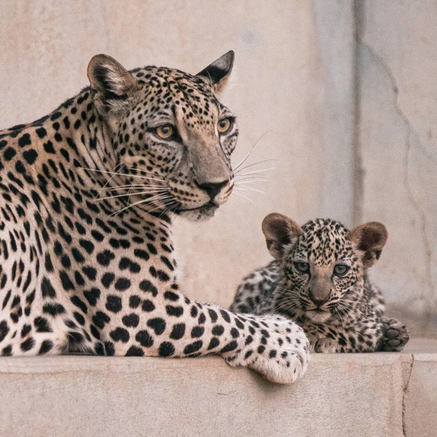 صغيرا النمر العربي يبصران النور في محميته الطبيعية (مكة)