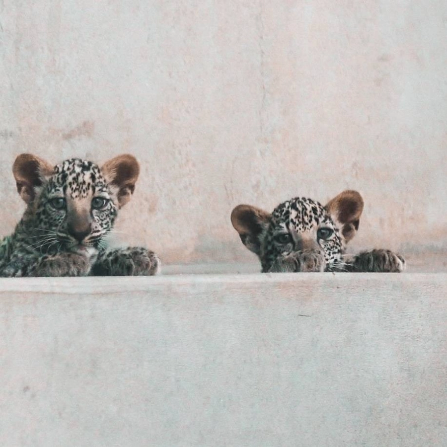 






صغيرا النمر العربي                 (مكة)