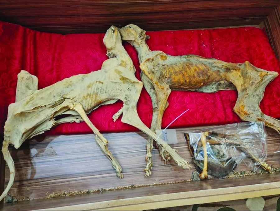 






من بقايا الفهود المكتشفة                  (مكة)