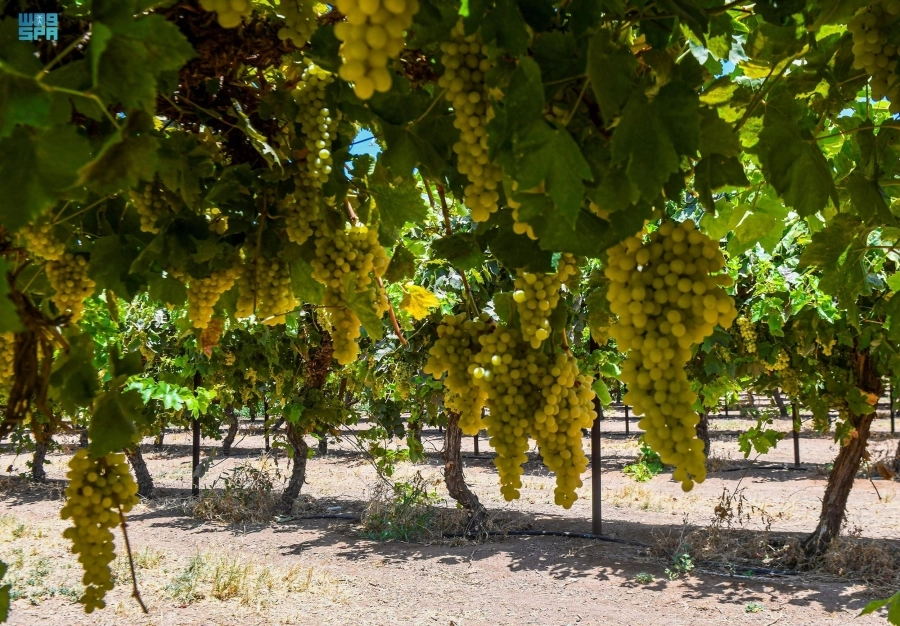 






إنتاج وفير من العنب بتبوك                             (مكة)