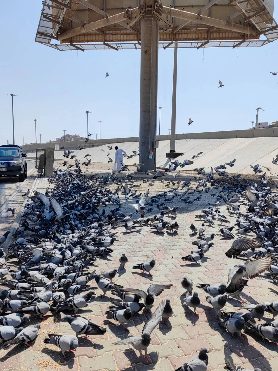 حمام رب البيت على موعد يومي لتناول وجبة الغداء من فاعل خير تنتظره أسراب الحمام لينثر لها الحب ويسكب الماء لوجه الله تعالى في أحد أحياء مكة المكرمة التى أزيلت أخيرا.(أنس الحارثي)