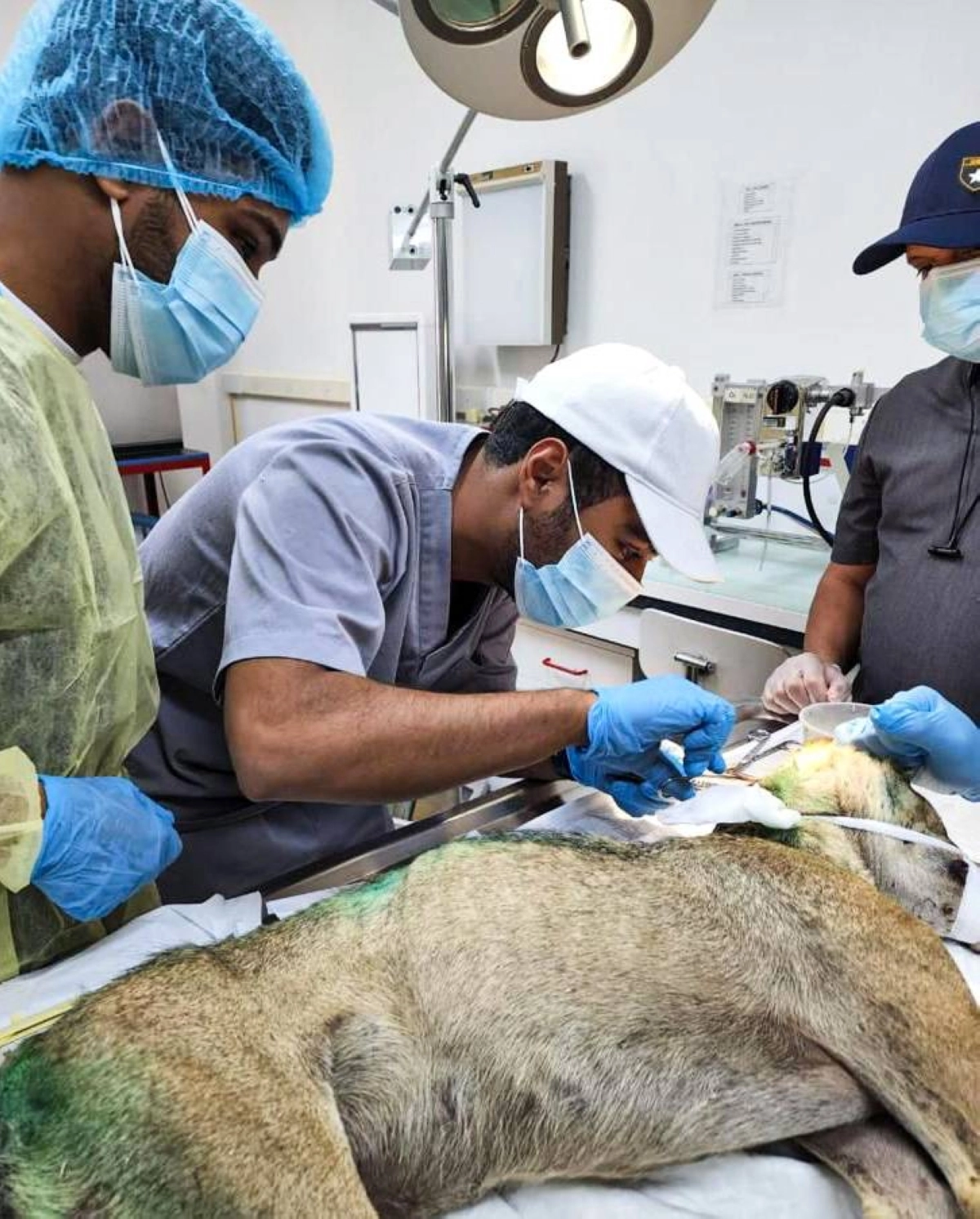 استقرار حالة الذئب بعد العملية (مكة)