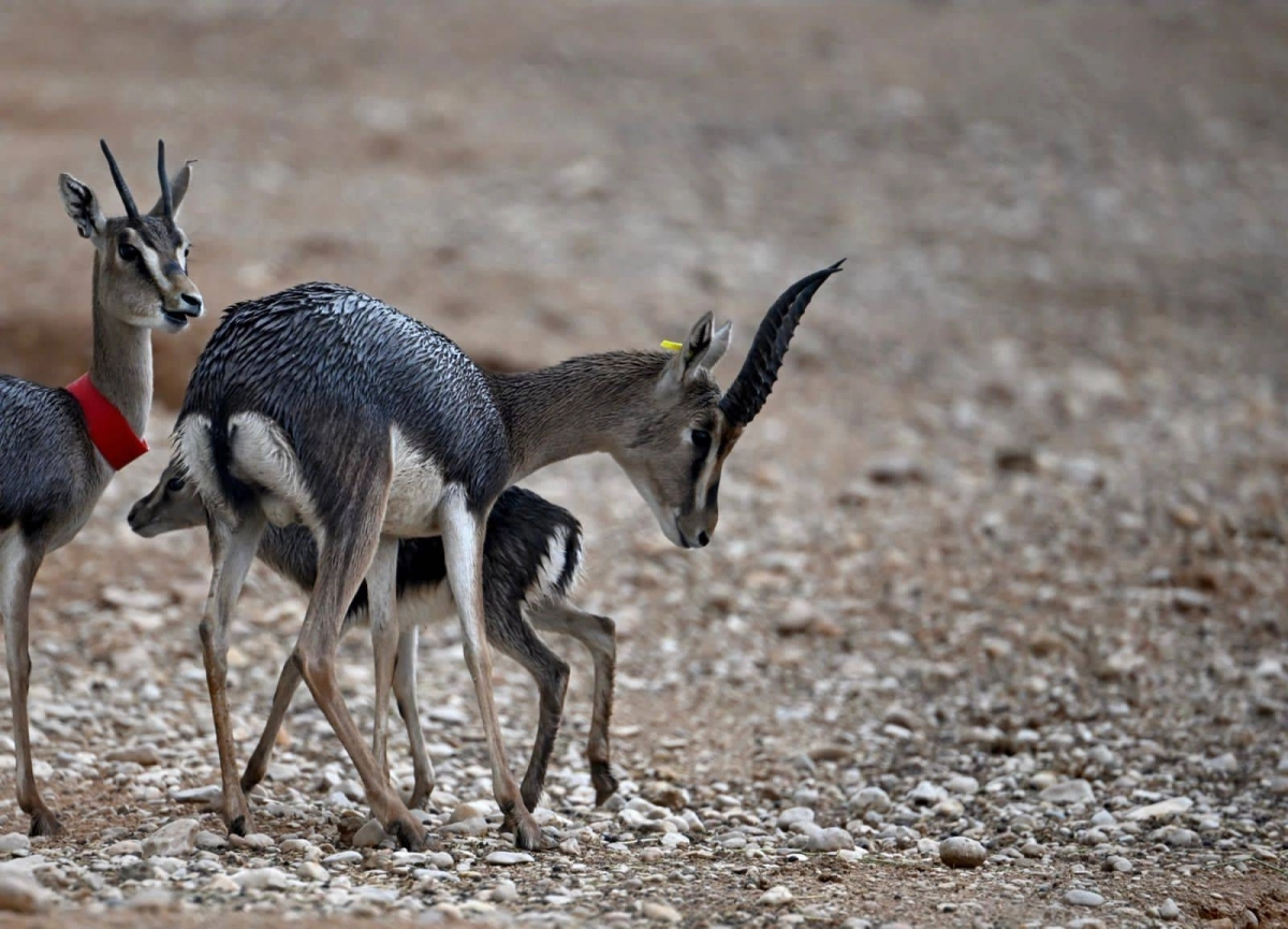 العودة الى الحياة الطبيعية (مكة)