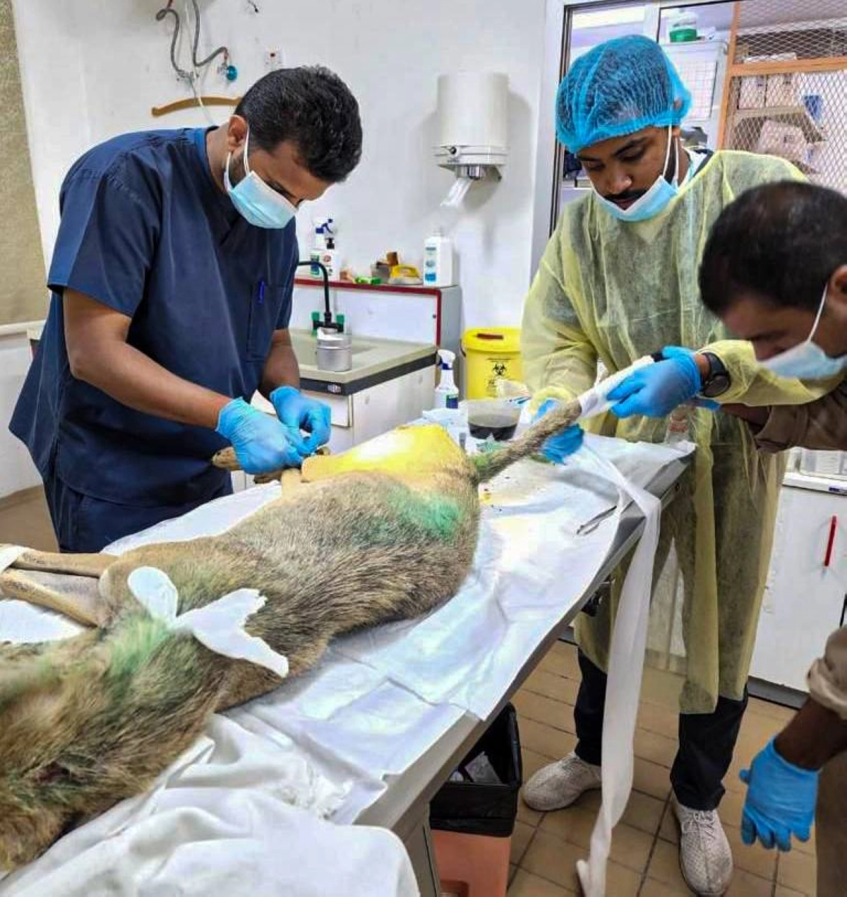 






الذئب يخضع للعملية الجراحية                 (مكة)