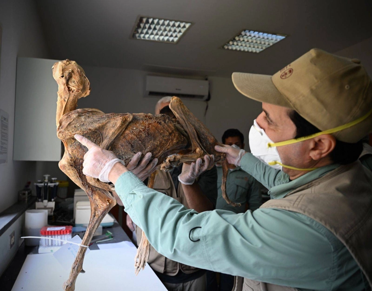 






فريق عمل برنامج إكثار الفهود                      (مكة)