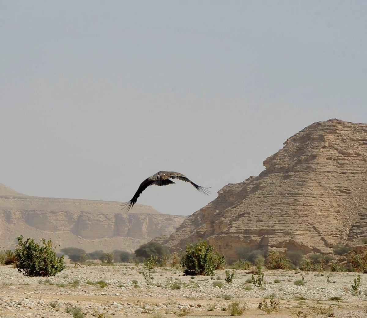 الطيور الجارحة الأكثر تعرضا للاتجار غير المشروع