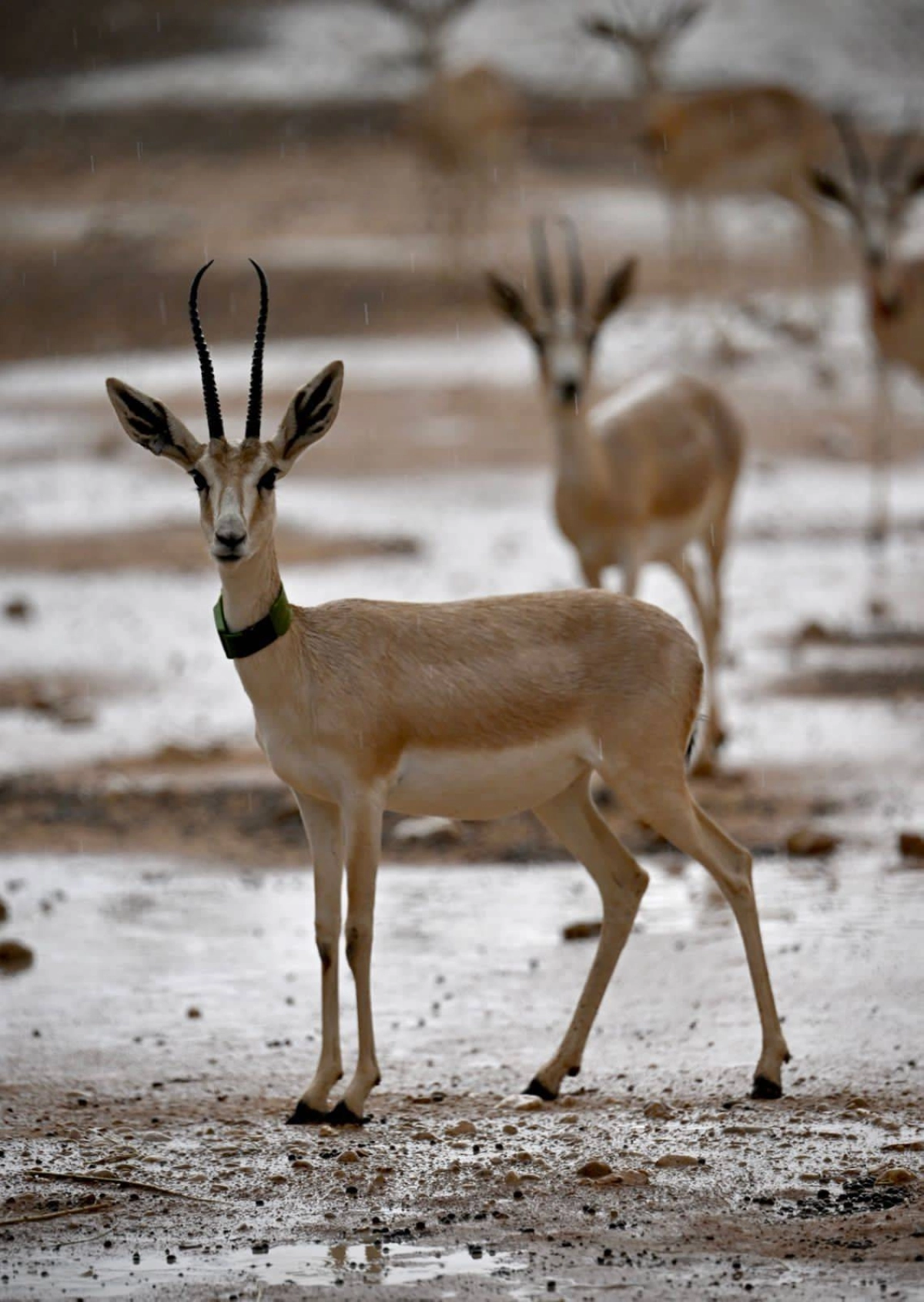 






الحفاظ على الكائنات الفطرية البرية بتوطينها