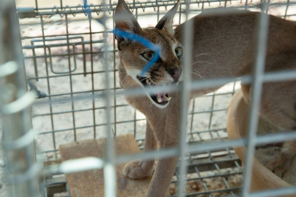 الوشق الذي وجده المواطن