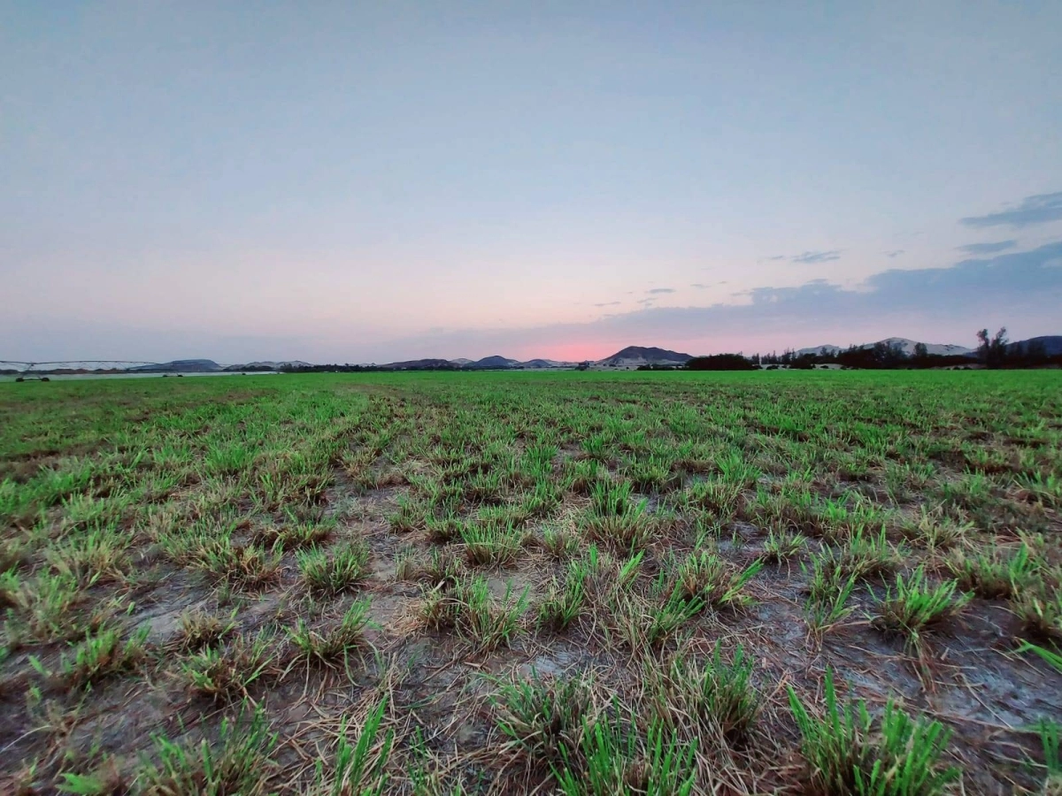 

من تجربة زراعة الأرز في عمق                                                            (مكة)