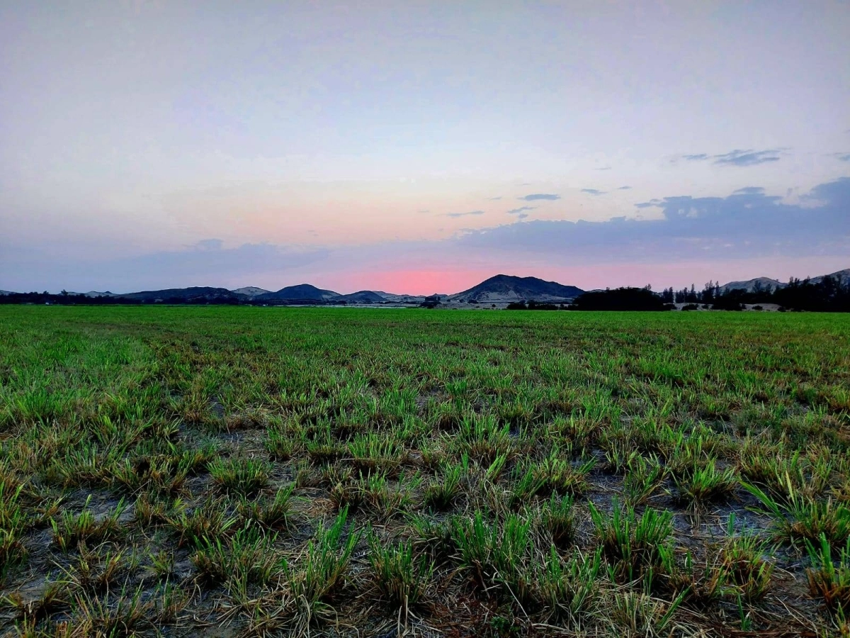 من تجربة زراعة الأرز في عمق