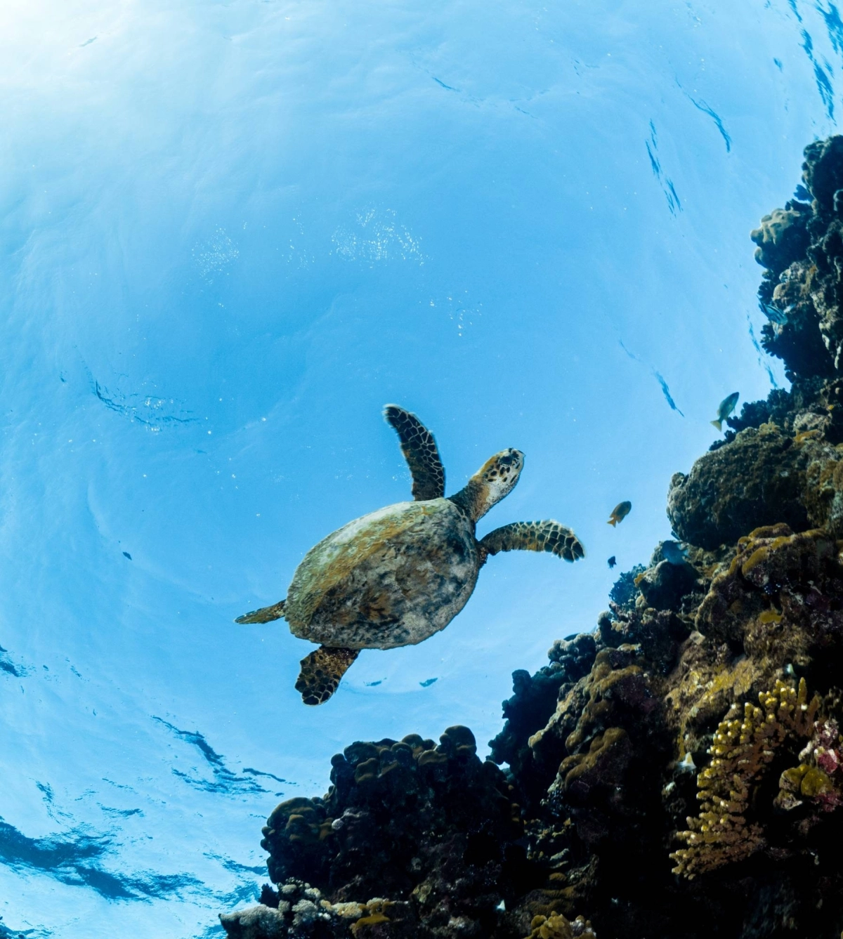Hawksbill Sea Turtle at THE RED SEA