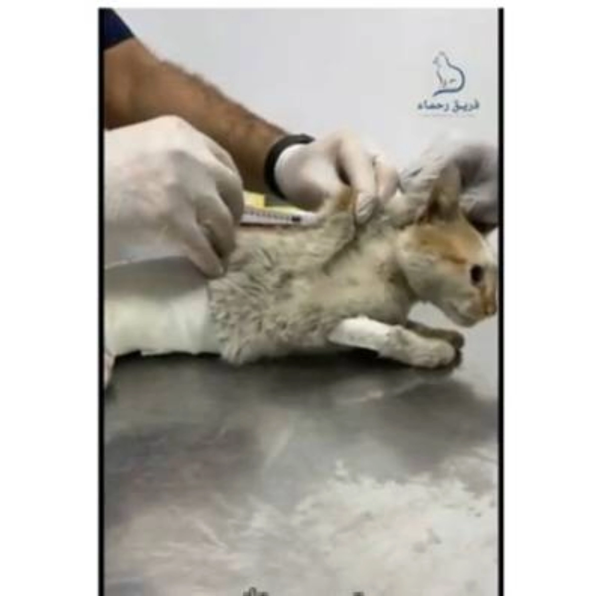 

قطة تخضع للعلاج            (مكة)