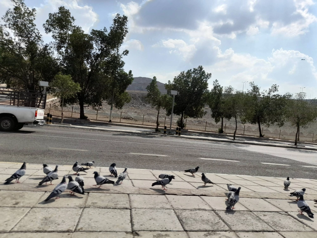 سرب من الحمام في ميدان عام (مكة)