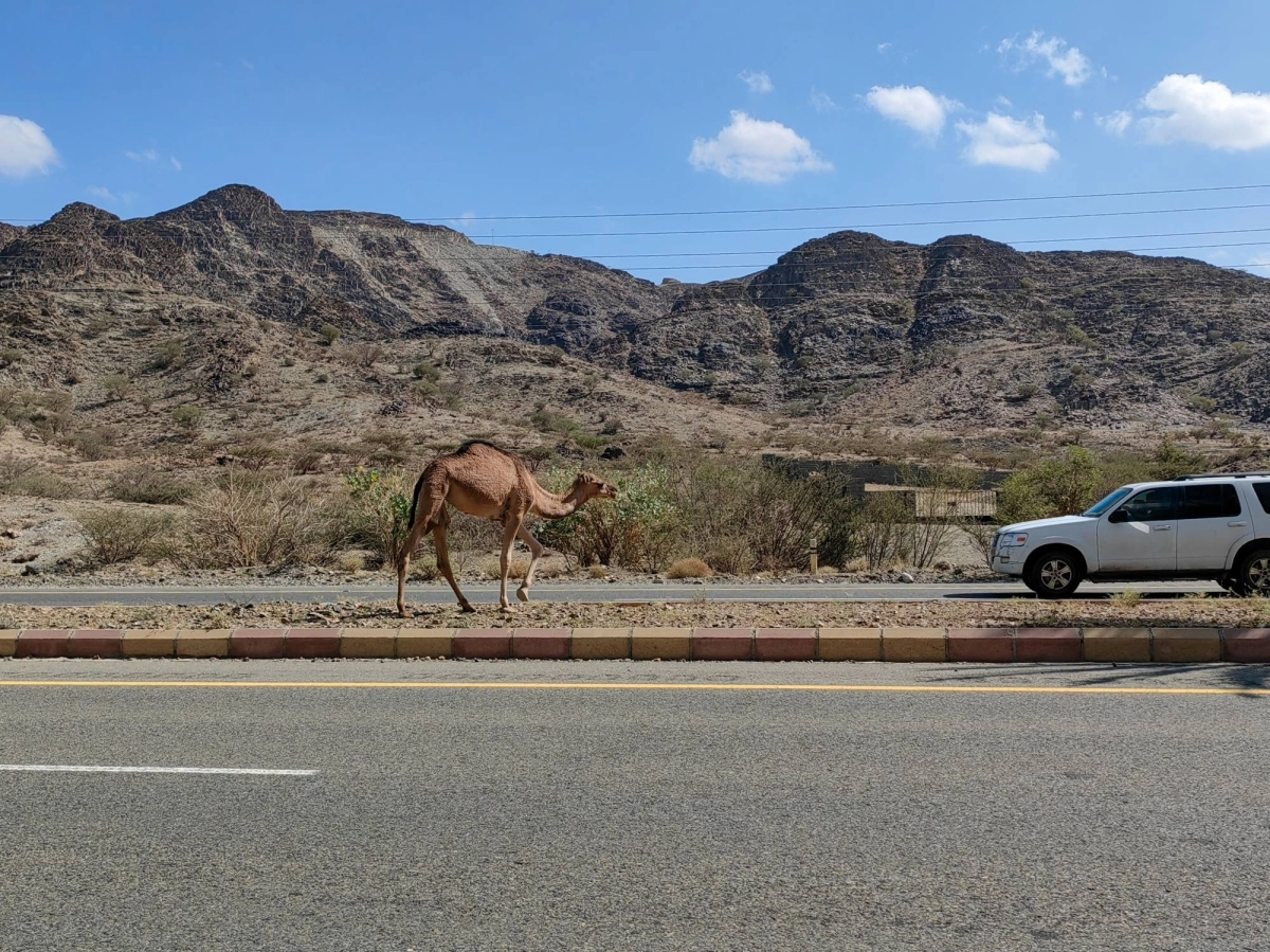 تهدد مجموعة من الإبل السائبة أرواح مرتادي طريق الجنوب، وأهالي منطقة الباحة وضواحيها في ظل غياب رقابة ملاكها، مما يستدعي تدخل الجهات المعنية لمنع التجاوزات وفرض عقوبات صارمة. (أنس الحارثي)