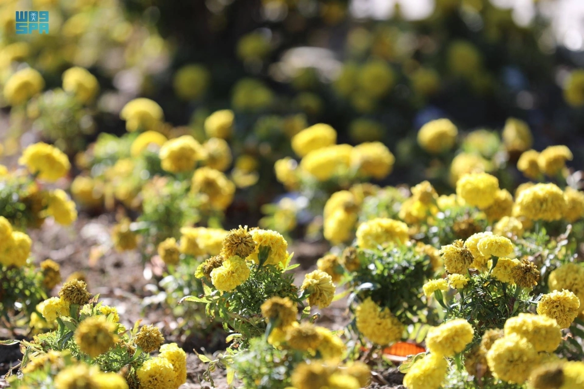 من شتلات الزهور                                 (مكة)