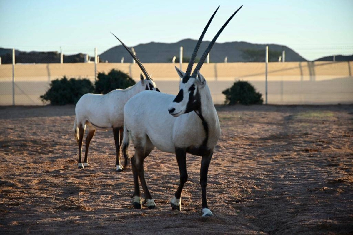 

من الكائنات الفطرية بمحمية محمد بن سلمان                              (مكة)