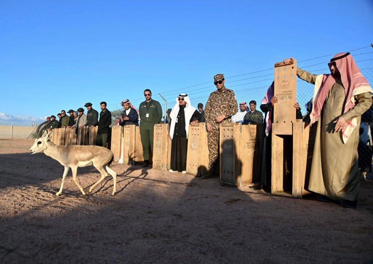 تهيئة الكائنات الفطرية قبل إطلاقها في البرية (مكة)