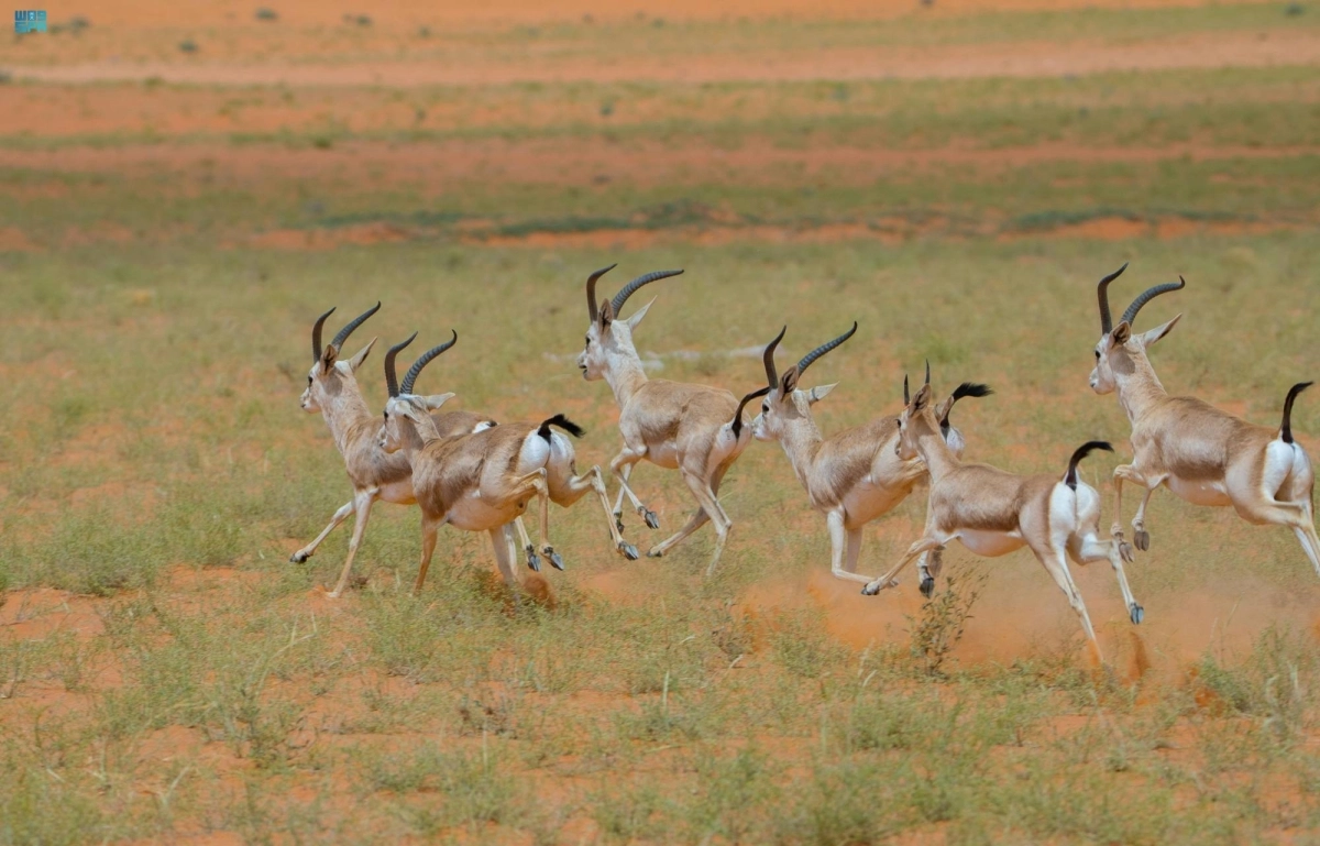 

استعادة التنوع الأحيائي في المحمية