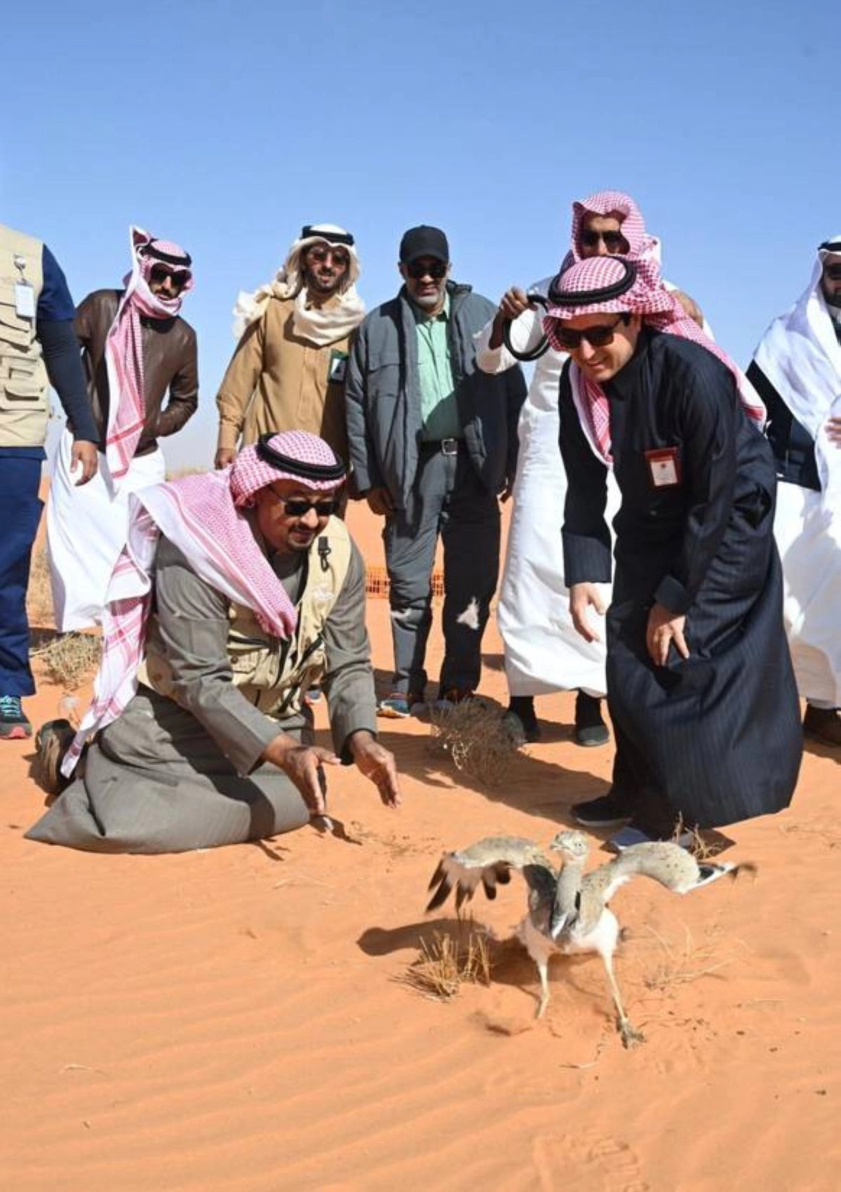 

لحظة إطلاق طيور الحبارى                                                       (مكة)