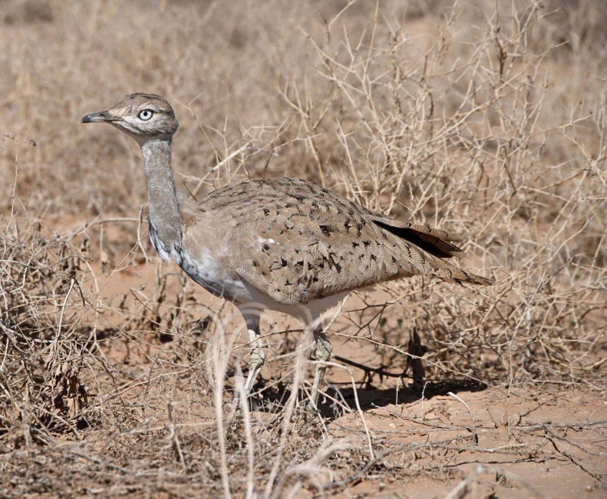 

طائر حبارى بعد إطلاقه