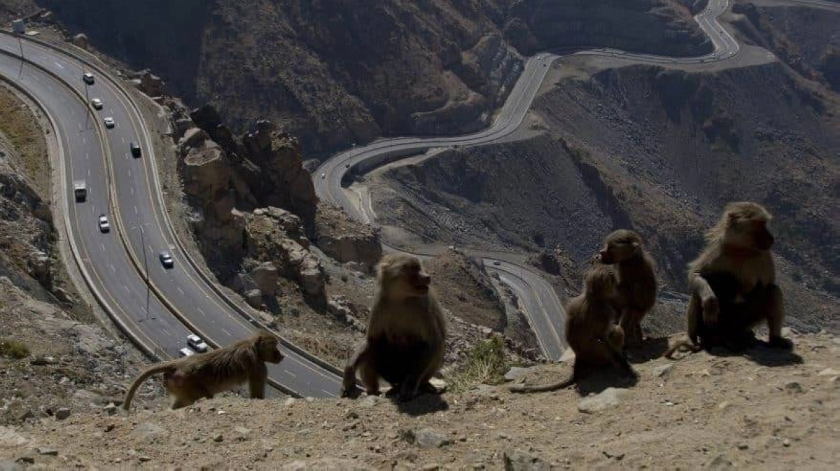 قرود البابون تجدها على الطريق