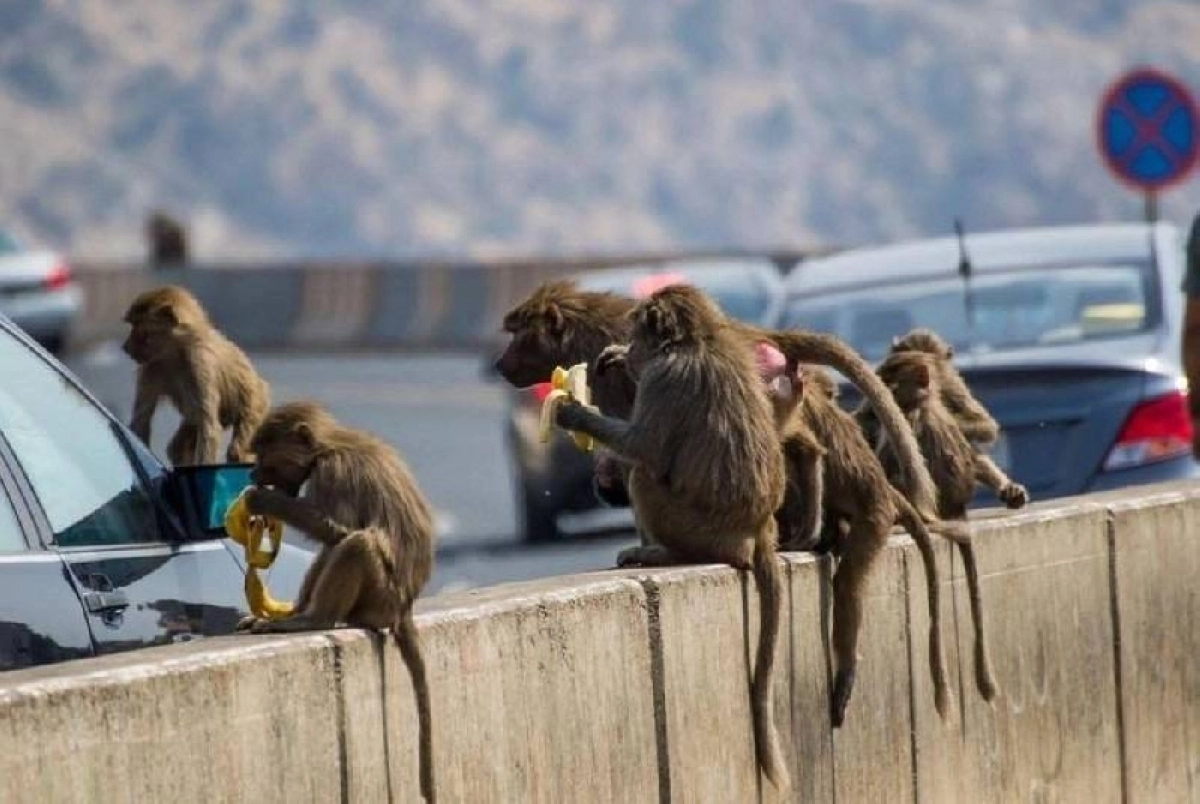 

قرود البابون بأحد المواقع            (مكة)