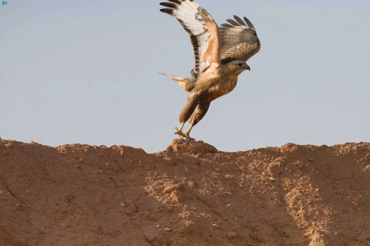 

أحد الطيور الجارحة بالمحمية                  (مكة)