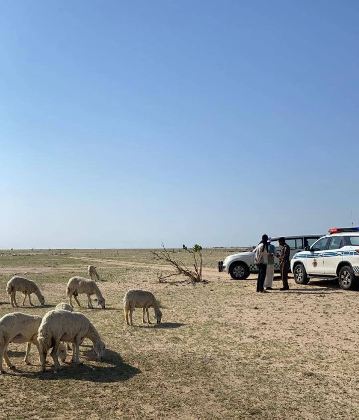 حيوانات سائبة بطريق الليث (مكة)