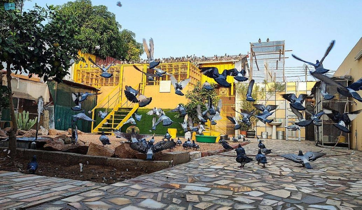 

الحمام الزاجل كما بدا في نجران                    (مكة)