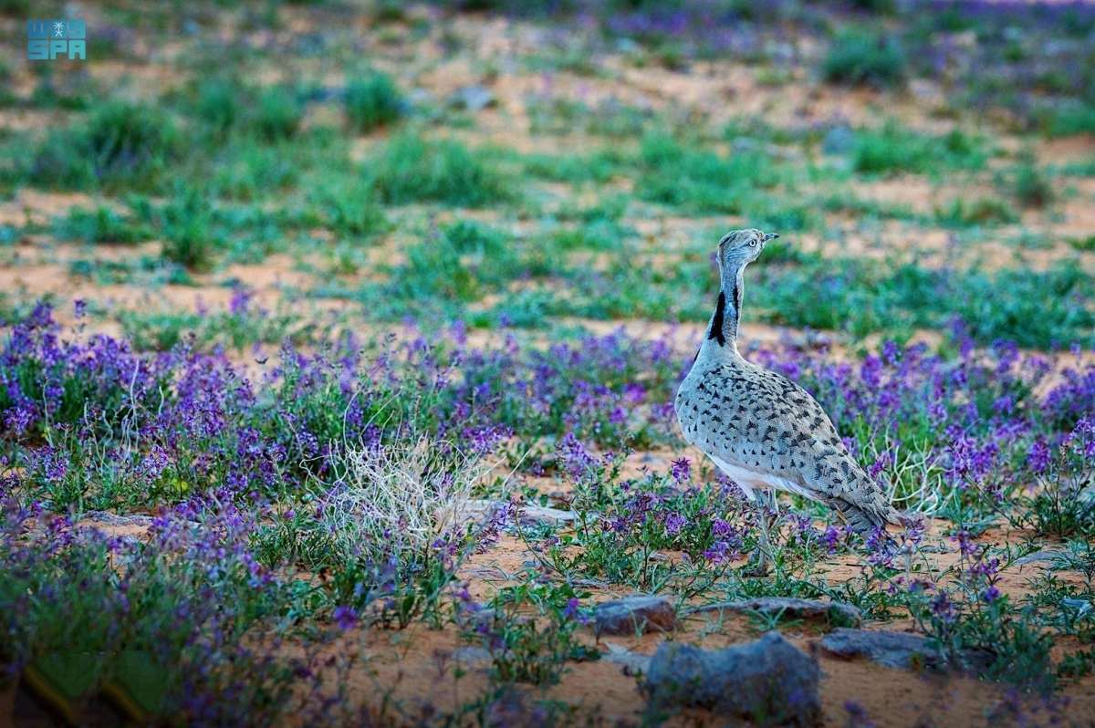 

طيور ونباتات نادرة في المحمية                                    (مكة)