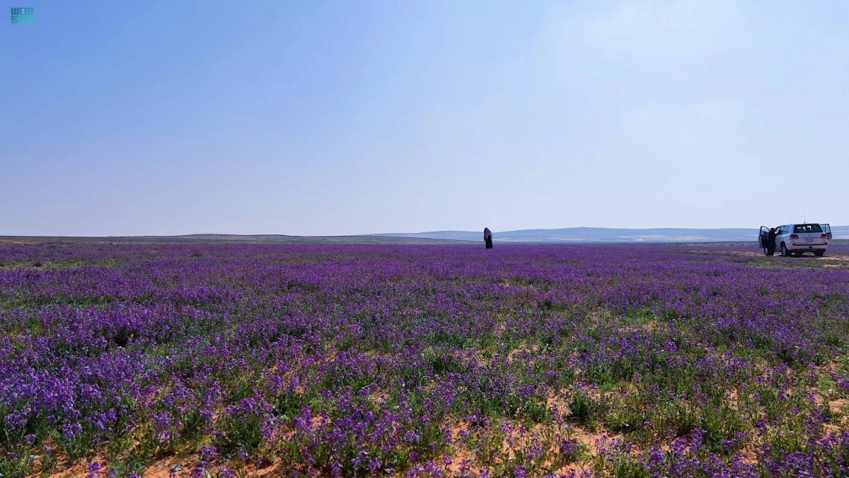  من داخل محمية الامام تركي (مكة)