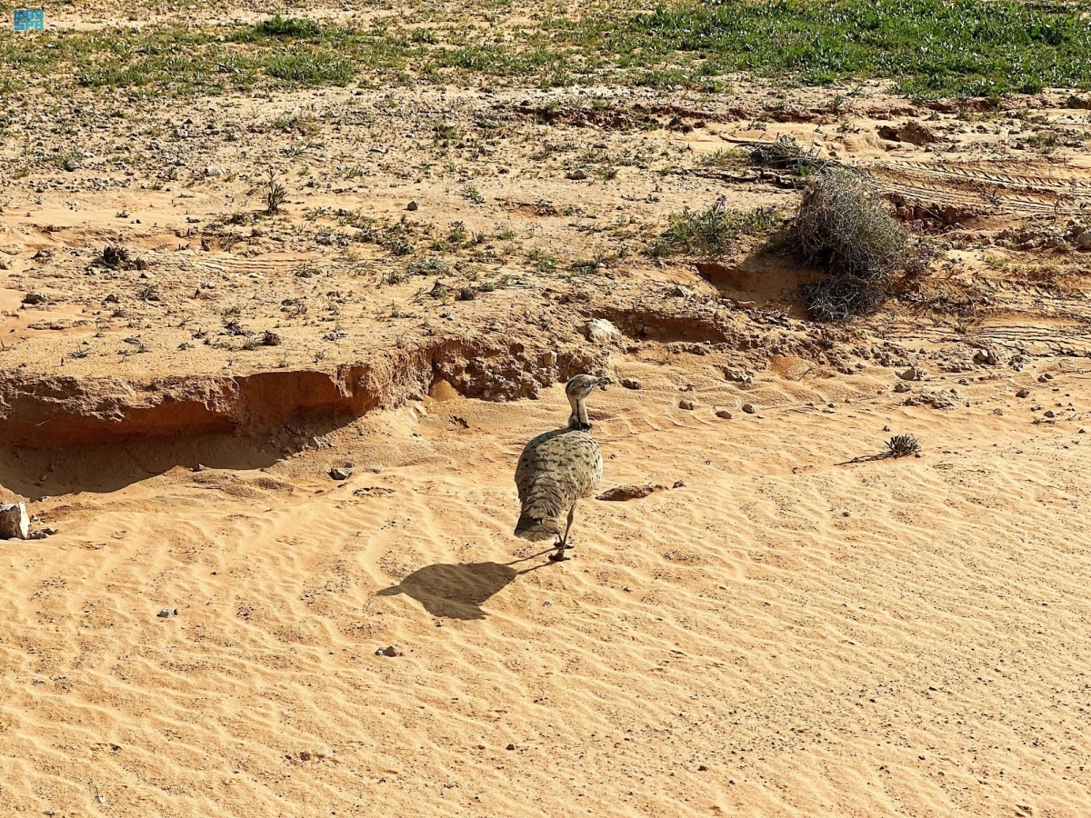  انواع من الطيور داخل المحمية (مكة)