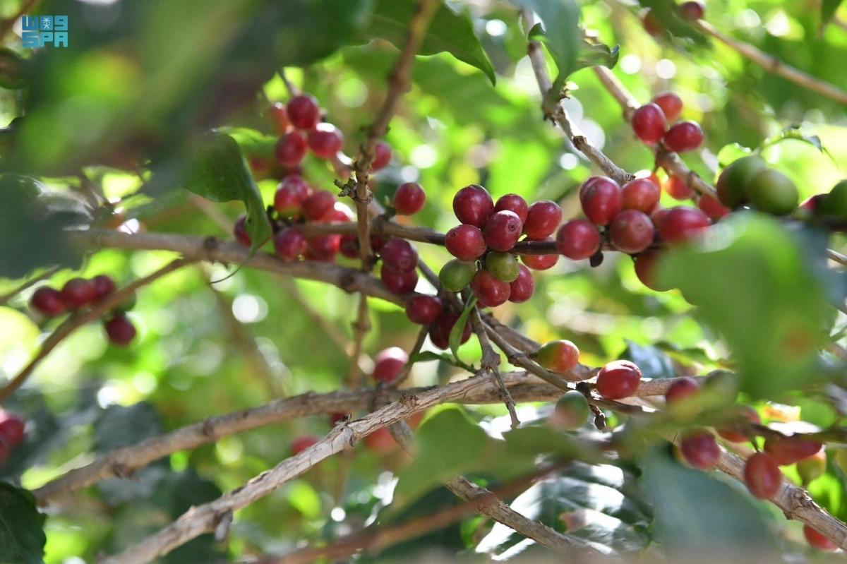 

مزارع البن الخولاني السعودي       (مكة)