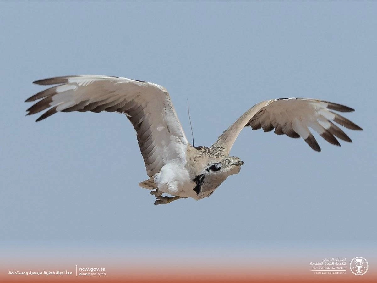 طائر حباري يحمل جهاز تتبع