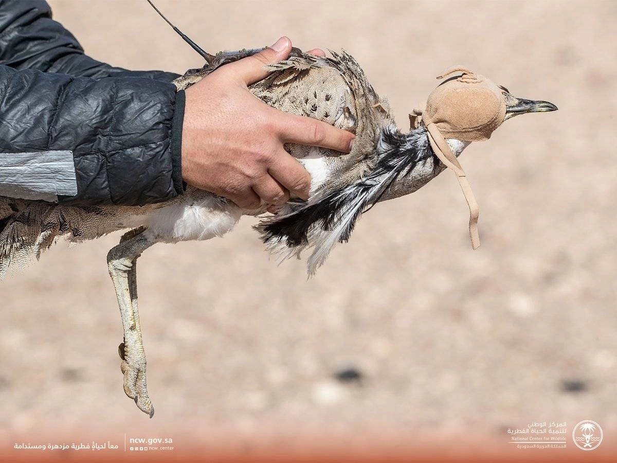 

جهاز تتبع يحمله طائر حبارى