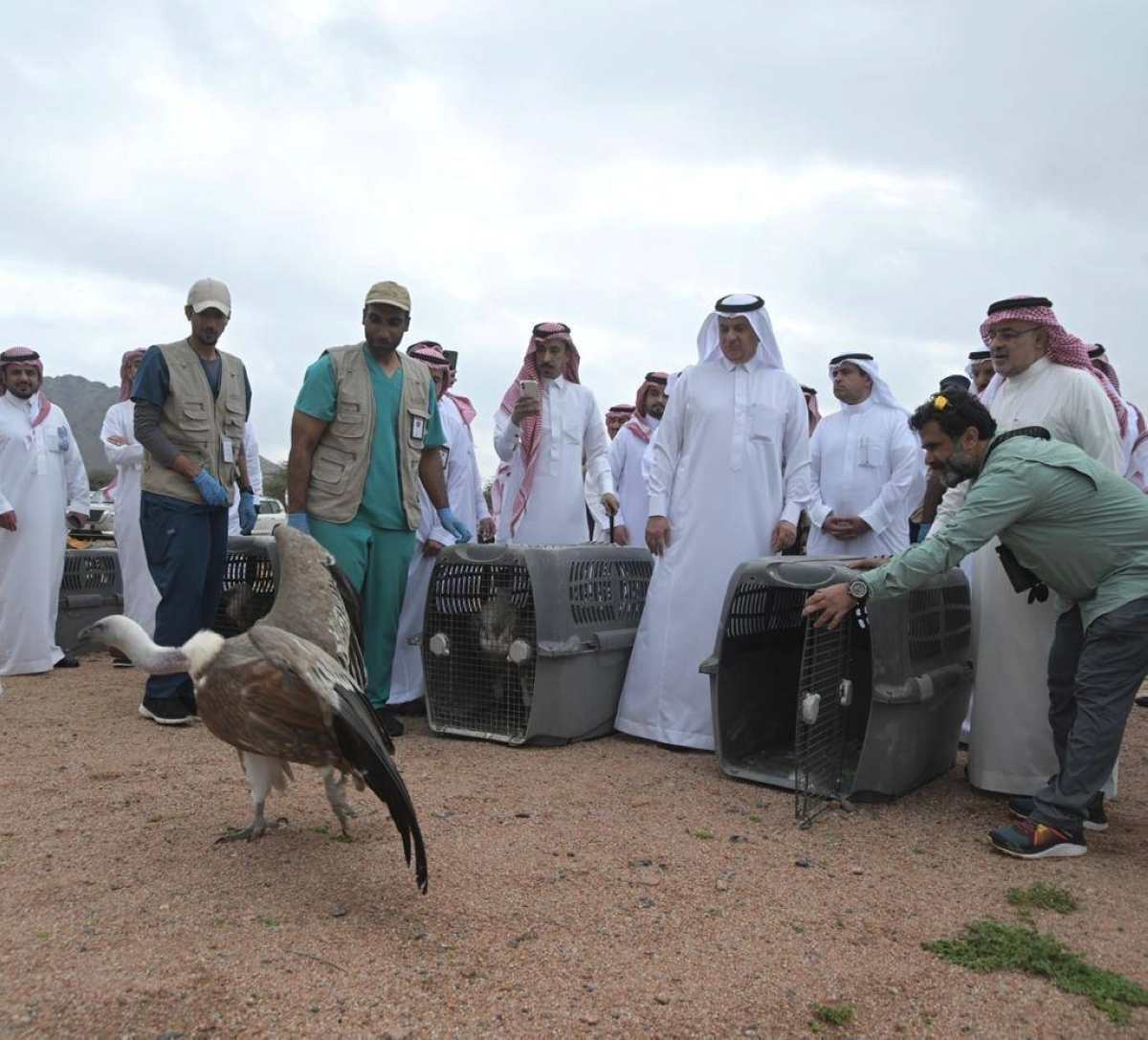 

لحظة إطلاق الكائنات الفطرية                            (مكة)