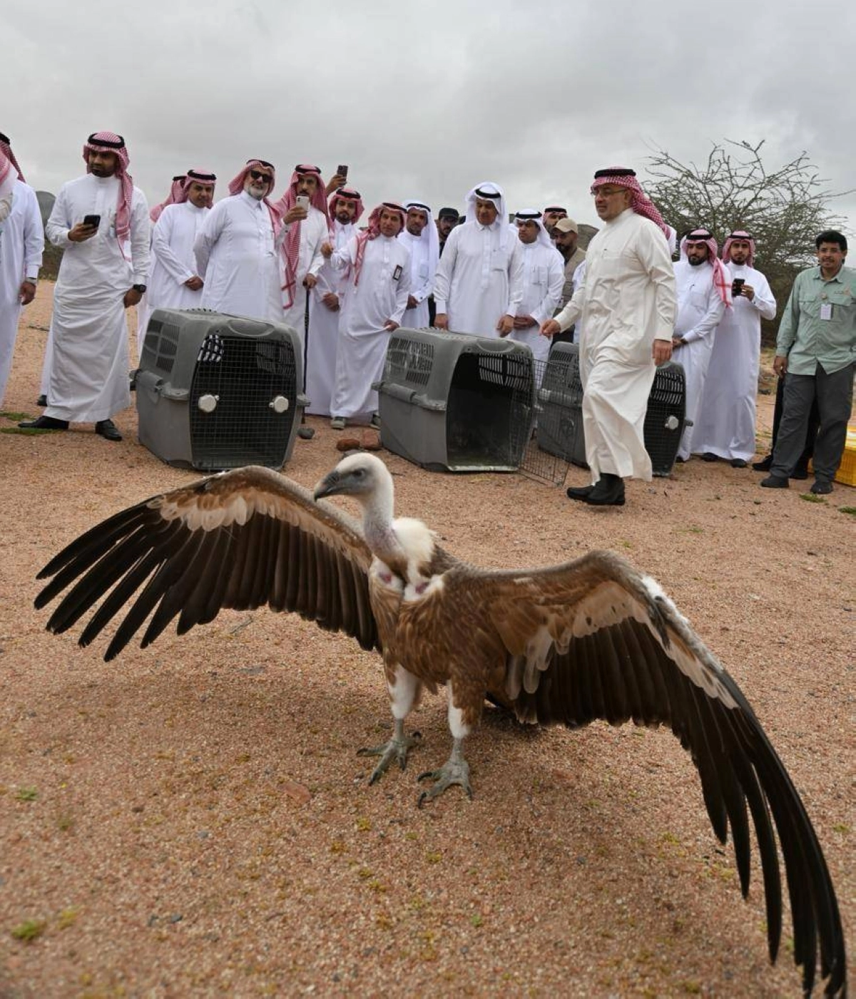 نسور وعقبان تم اطلاقها