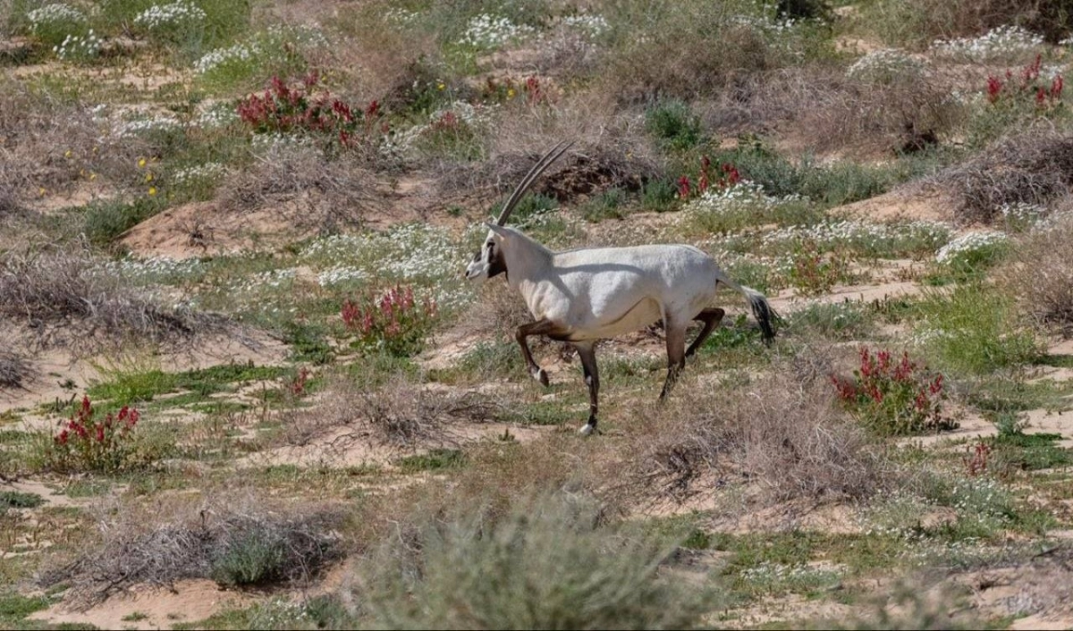وعل جبلي تم اطلاقه