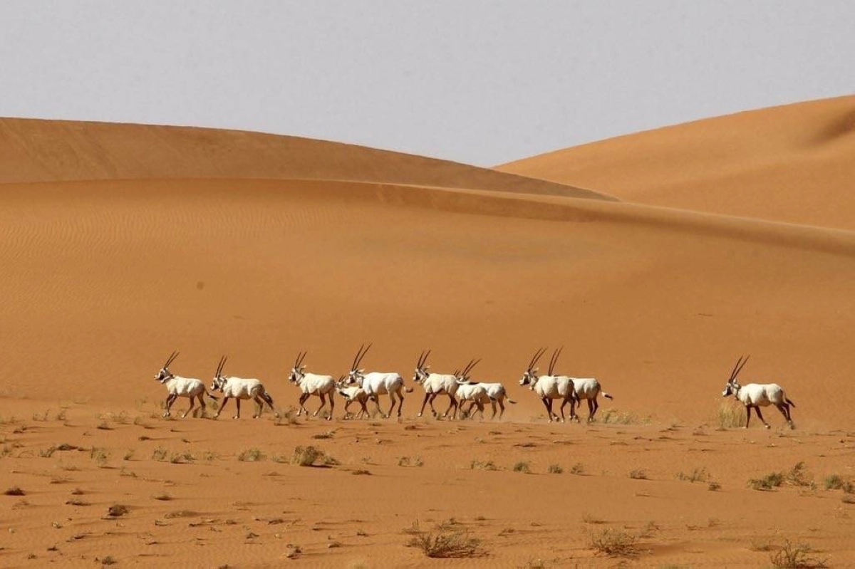 منتزه البيضاء البري