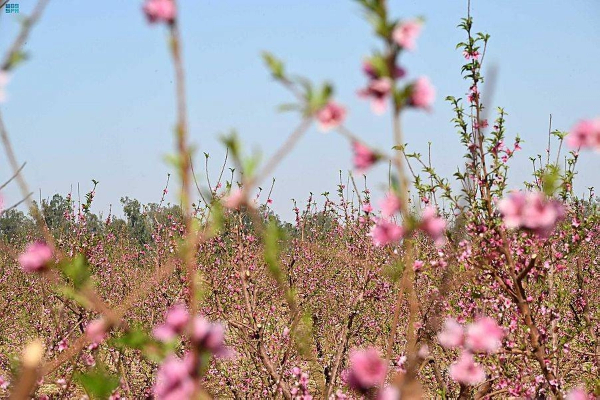 

أزهار أشجار اللوزيات كما بدت في تبوك                                      (مكة)