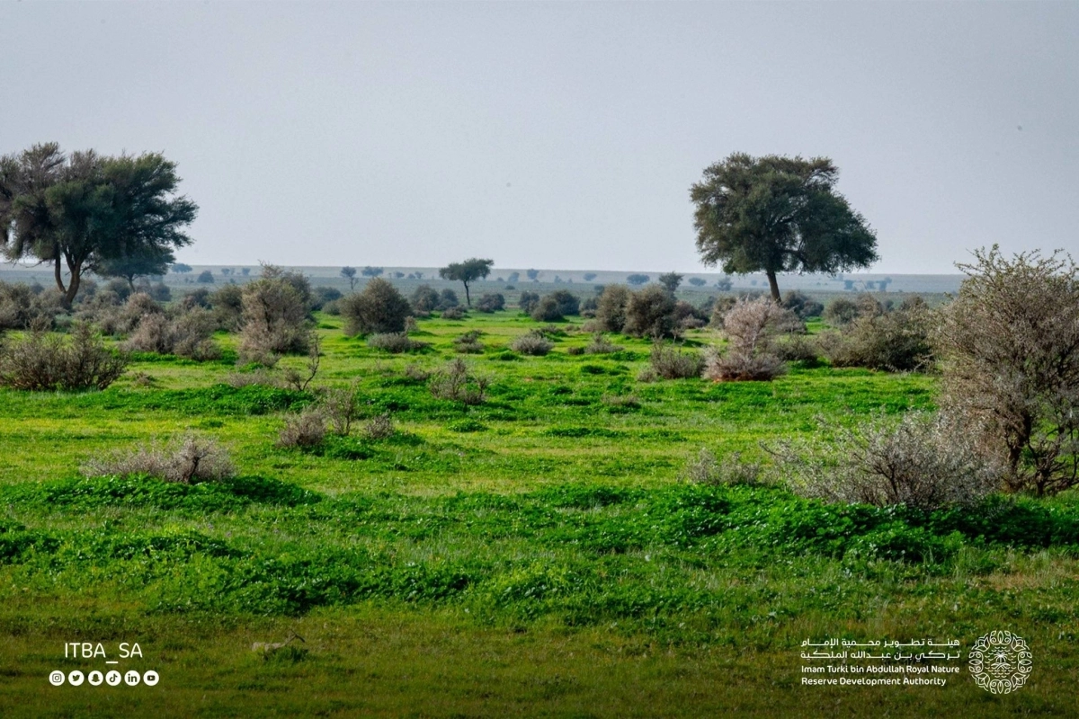 محمية الإمام تركي