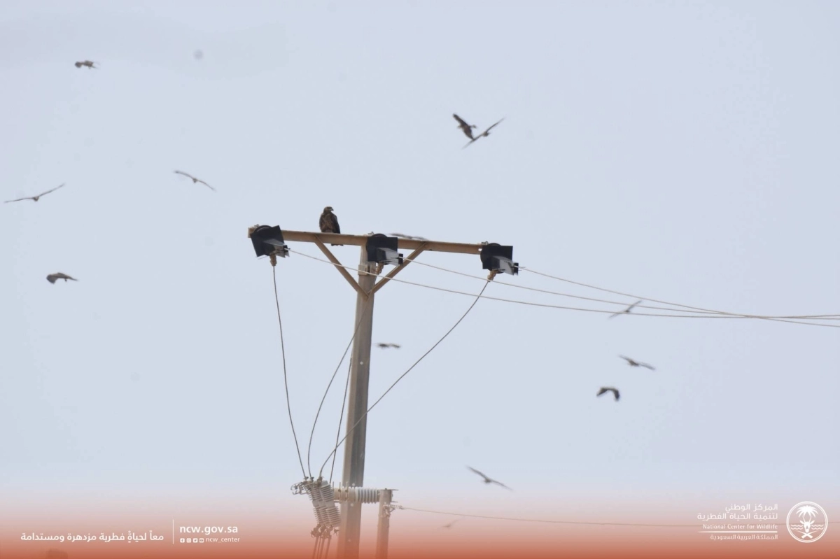  الطيور في أمان بعد تركيب العوازل 