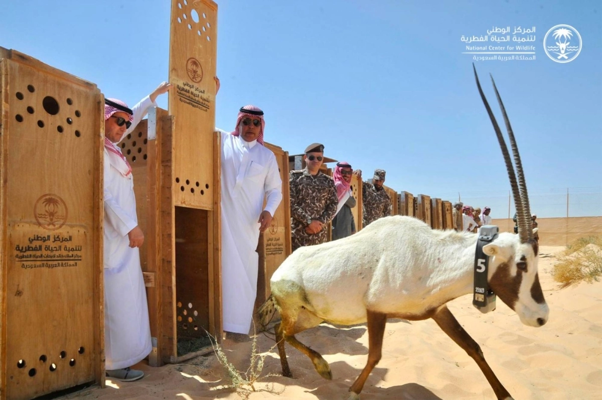 الحياة الفطرية