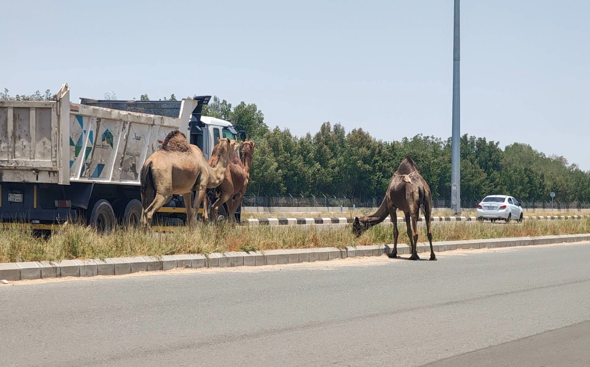 IMG_20230507_120421 (1)